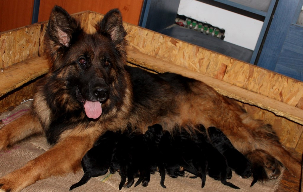 Chiot Berger Allemand du chemin des cinq rivieres