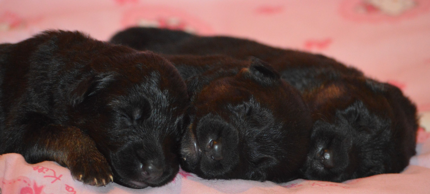 du chemin des cinq rivieres - Chiots disponibles - Berger Allemand