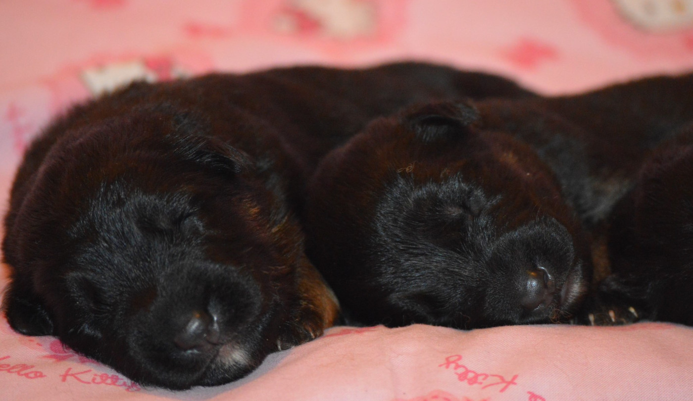 du chemin des cinq rivieres - Chiots disponibles - Berger Allemand