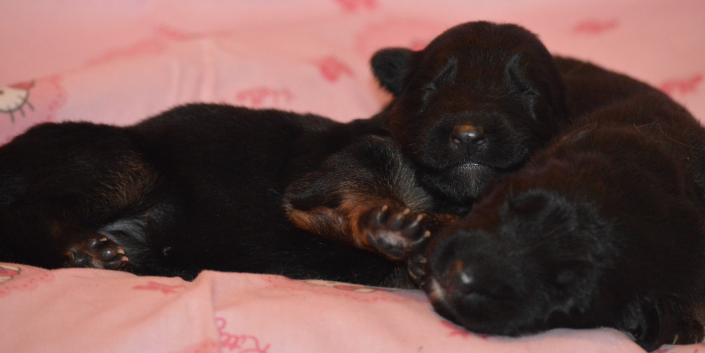 du chemin des cinq rivieres - Chiots disponibles - Berger Allemand